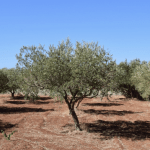Olivo